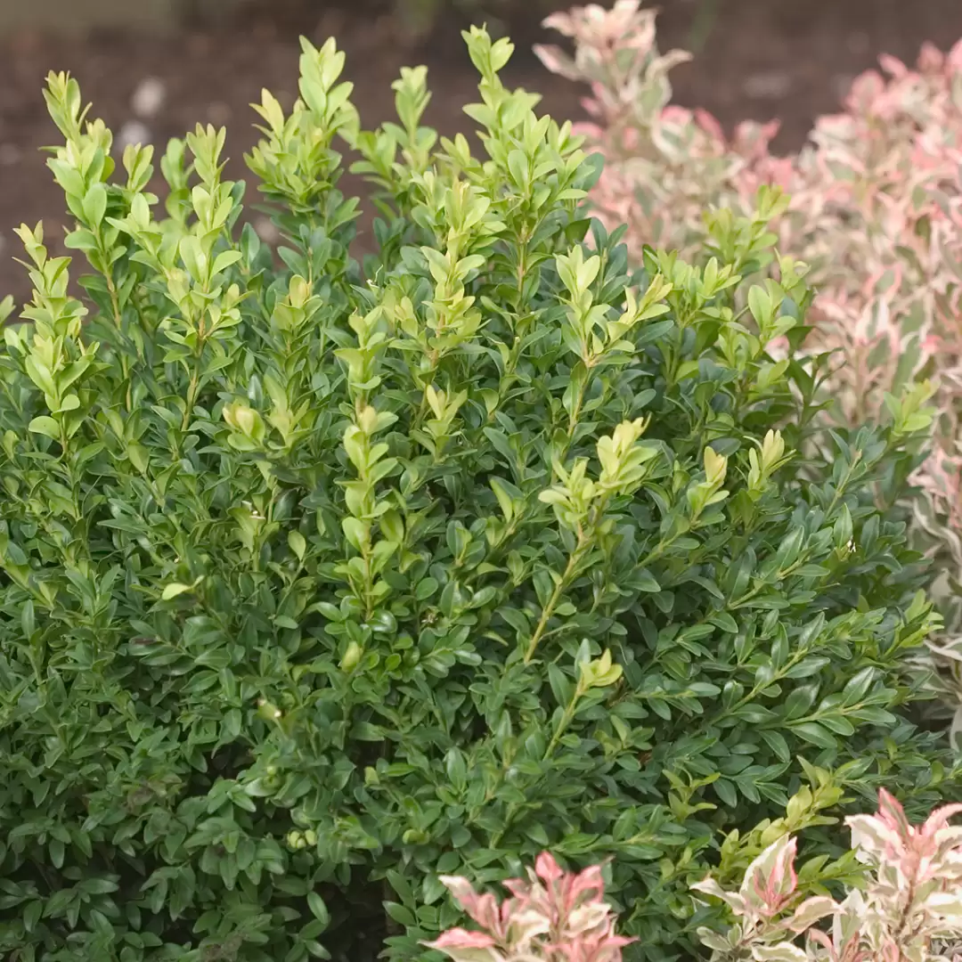 North Star boxwood in landscape with variegated weigela